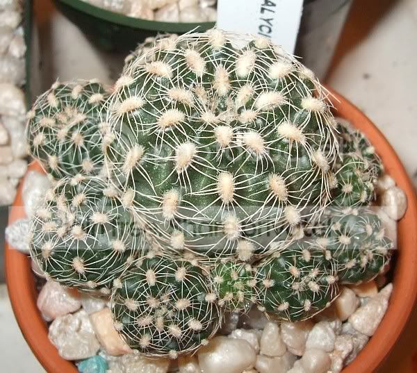 cactuspics08011.jpg