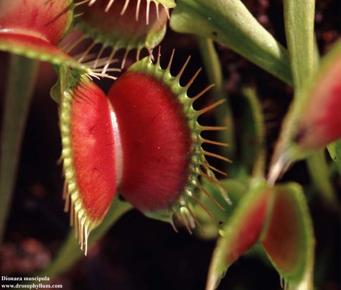 Dionaea02.jpg