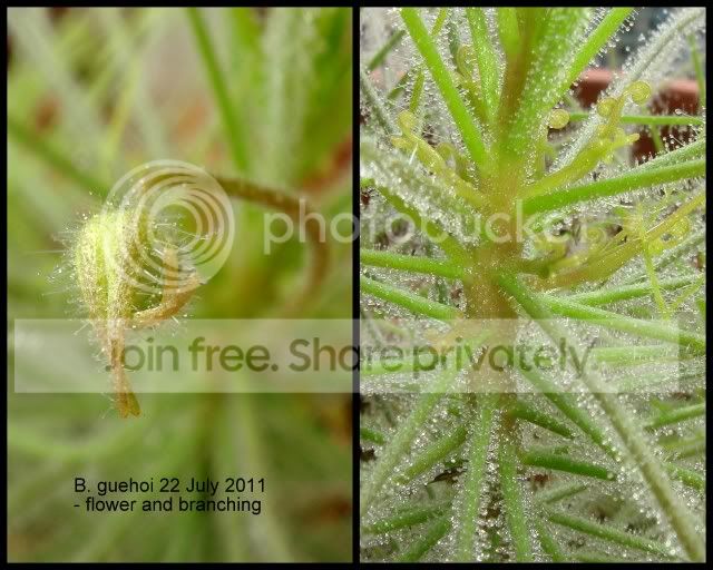 byblis_guehoi_flower_branching.jpg