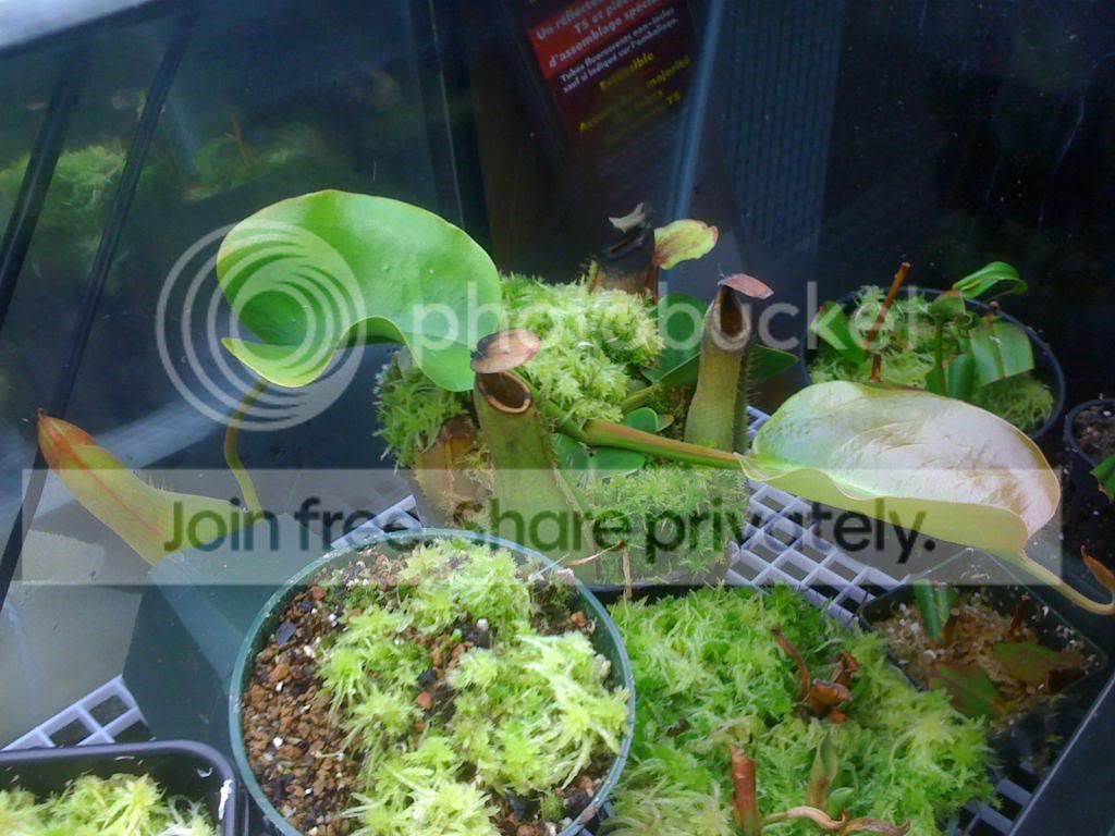 IMG_1695_zps81ed8df0.jpg