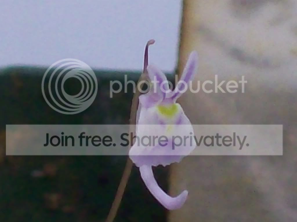Picture074.jpg