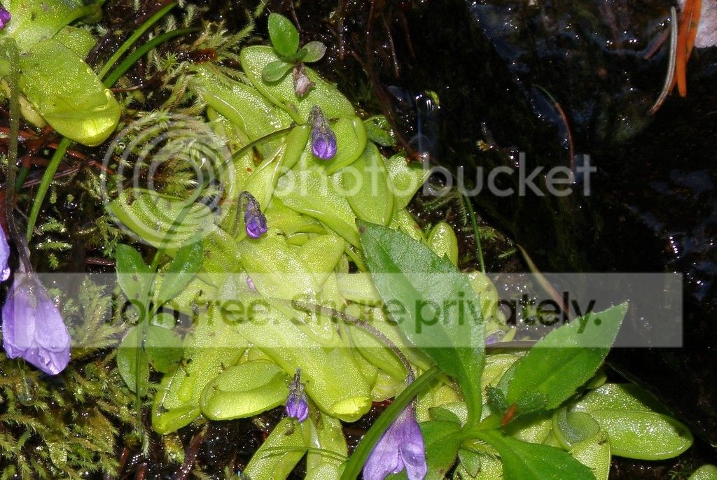P6198178%20-%20Copy.jpg