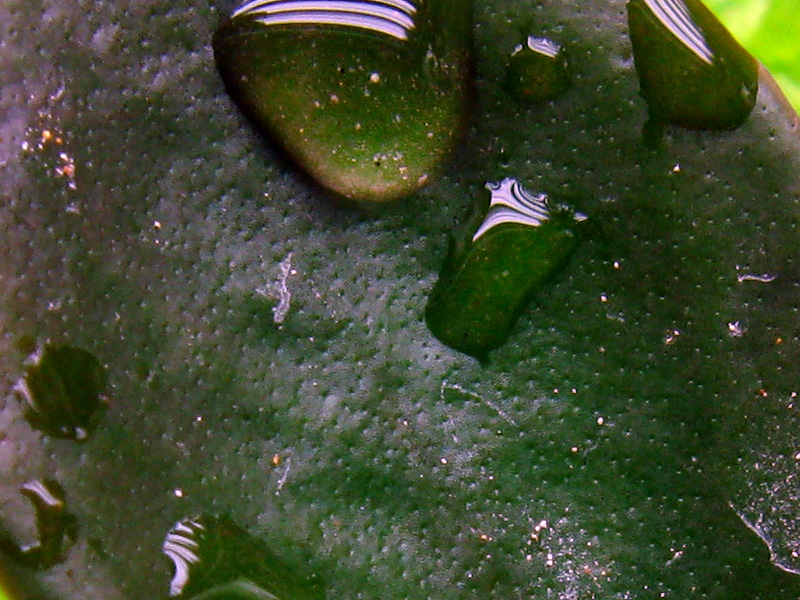 quelchii_closeup.jpg