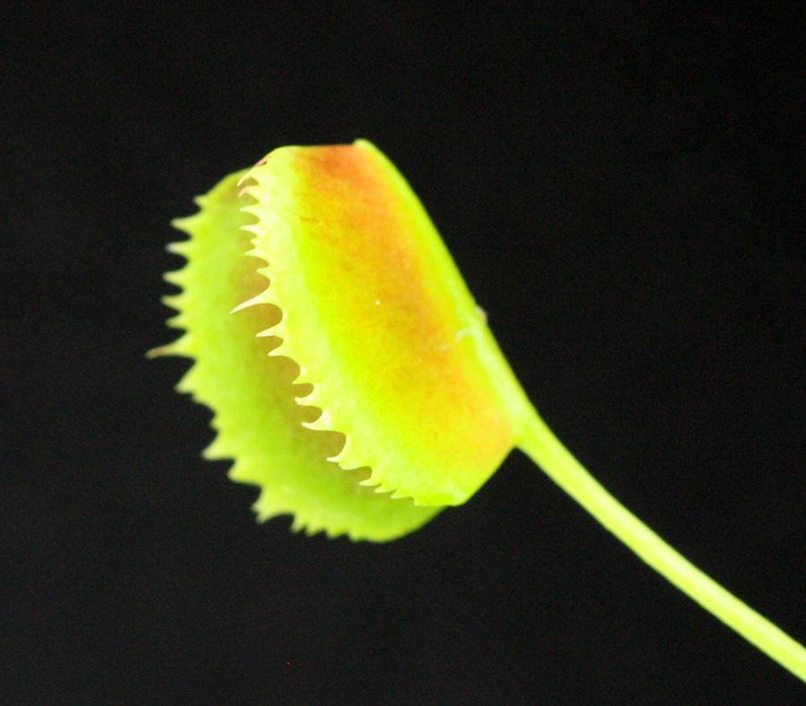 Korean_Melody_Shark4.jpg