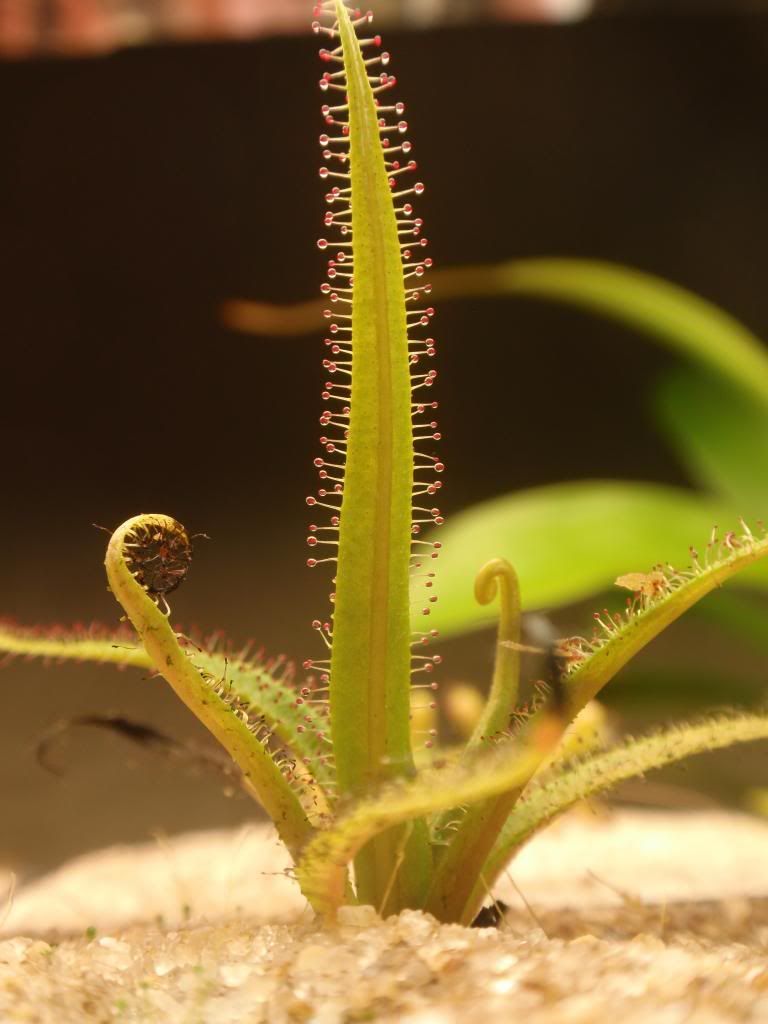 P8010263_zps6409b975.jpg