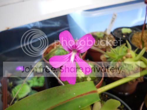 Pmoranensis_4-22-12.jpg