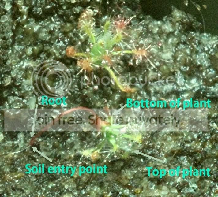 DRO29dichrosepalaenodestxt.jpg