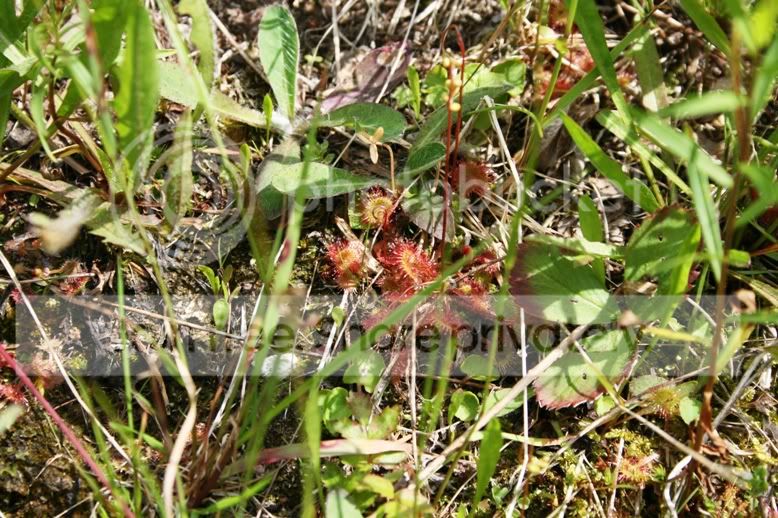 ROTUNDIFOLIA1.jpg