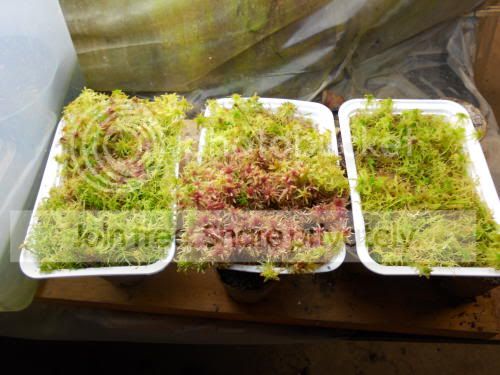 sphagnum_1-1-12.jpg