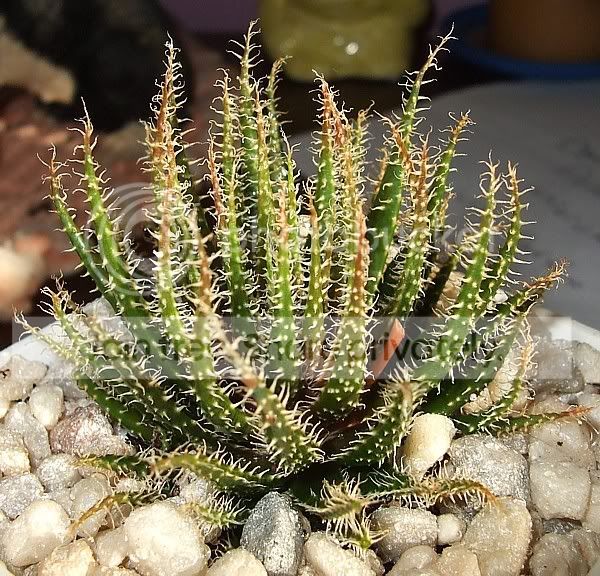 Cactisucculentrandoompics003.jpg