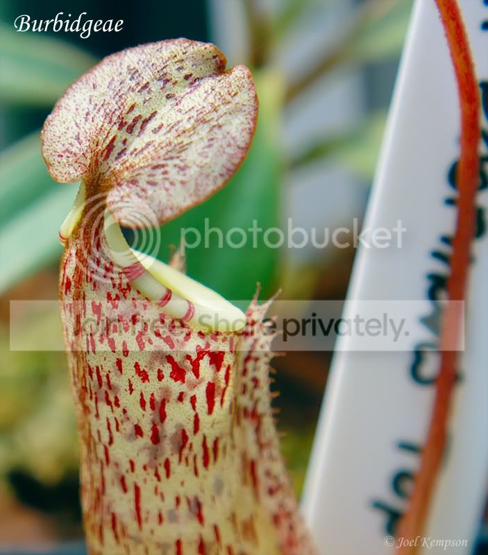 Burbidgeae.jpg