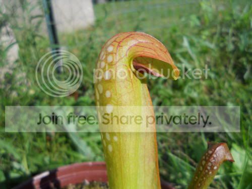 Sminor_9-13-11.jpg