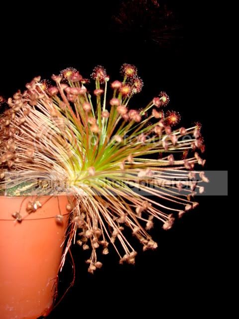 paradoxa_drysdale_roots1.jpg