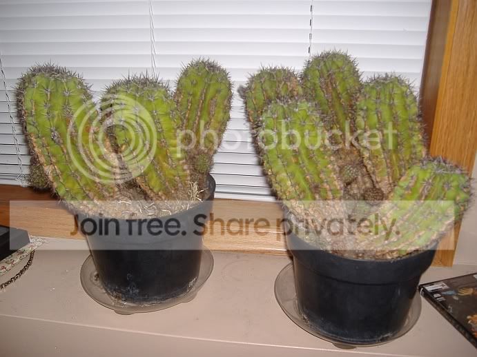 cactus.jpg