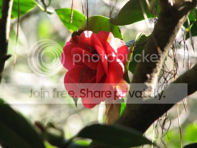 sc_magnolia__39.jpg