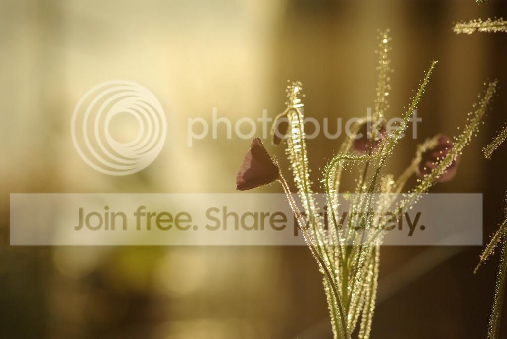 IMGP7188.jpg