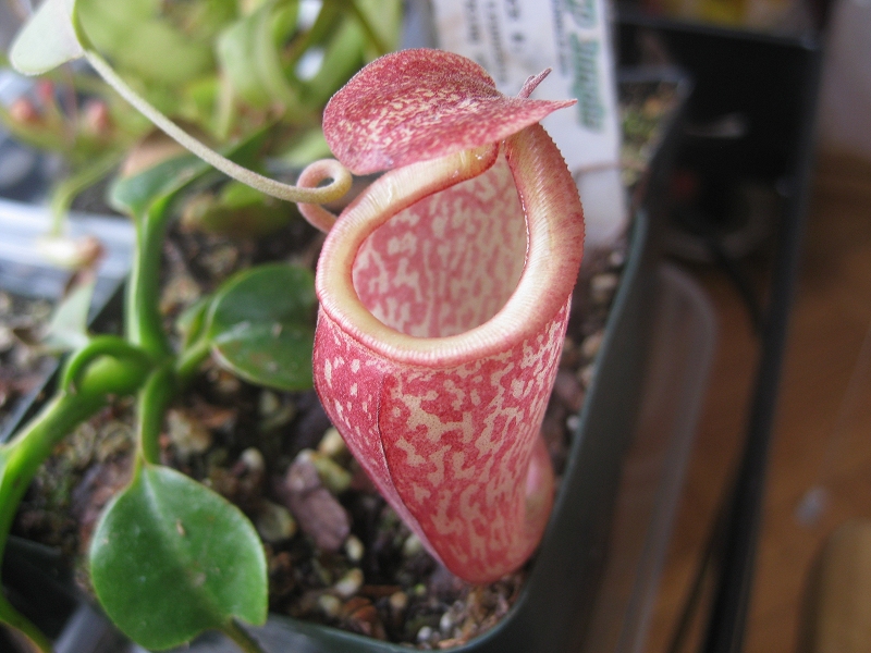 Nepenthes%20unknown%2001.jpg