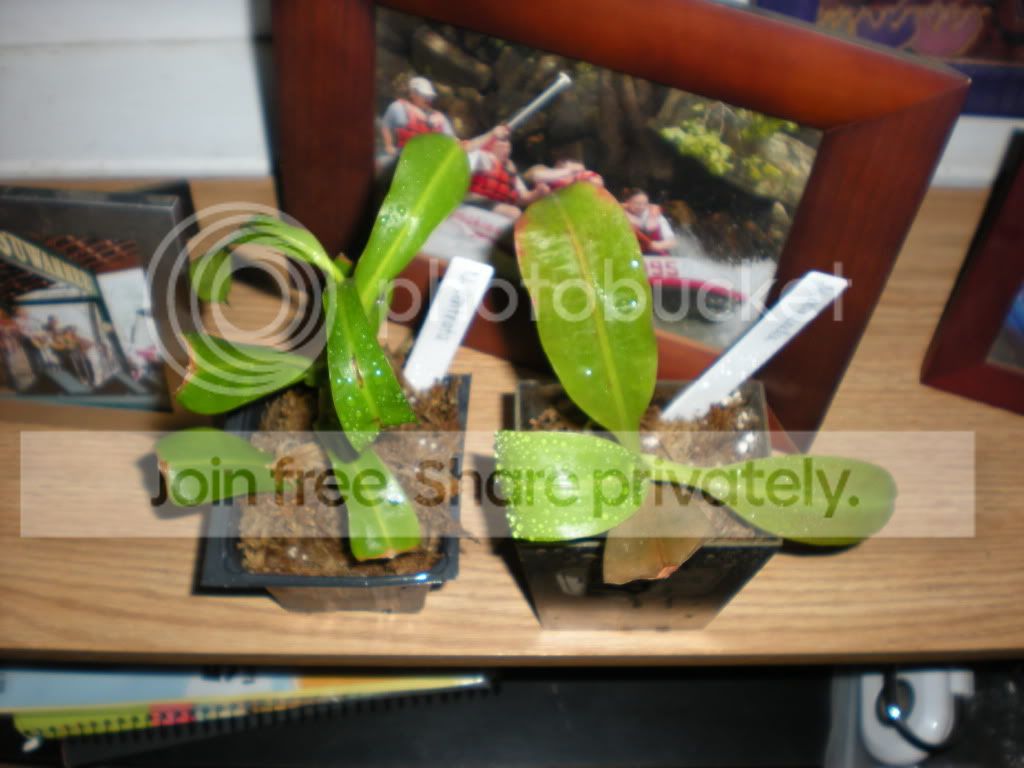 DSCN7209.jpg