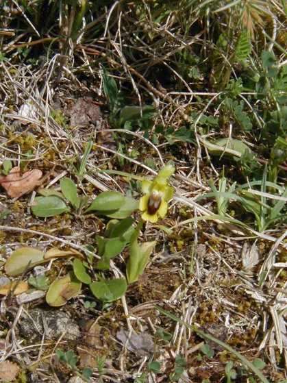lutea.JPG