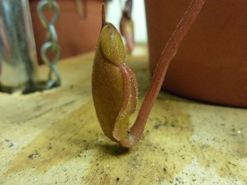 plantsjan142012020.jpg