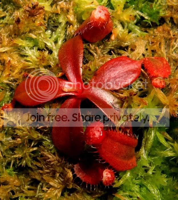 ALBOSEEDLING3.jpg