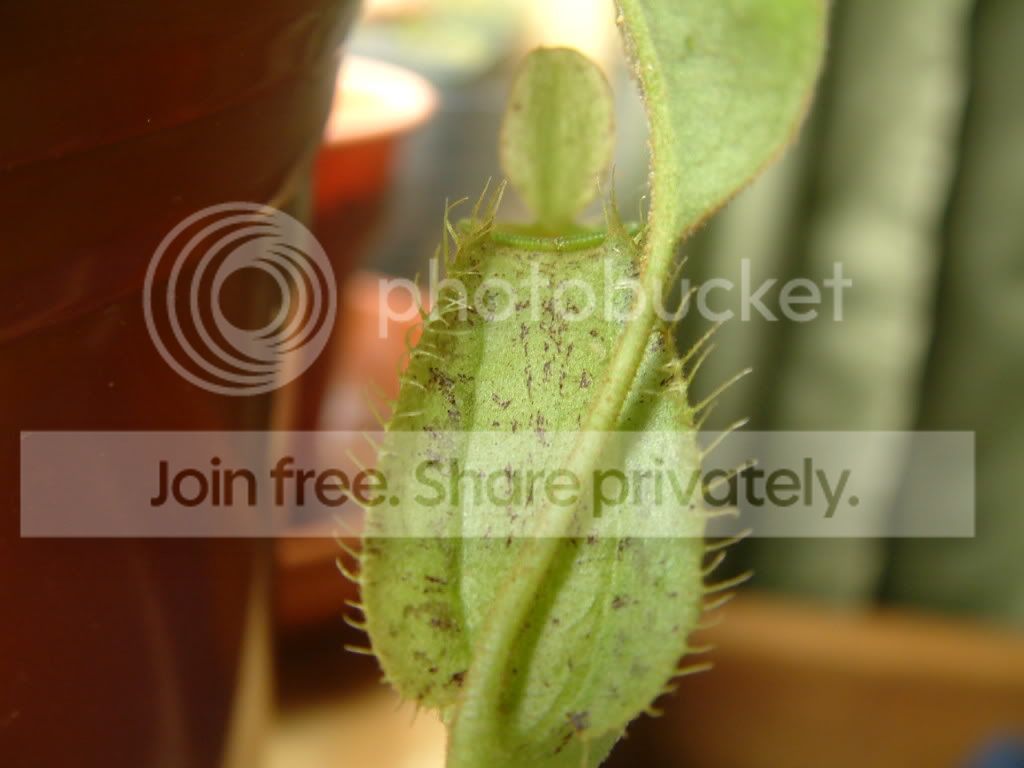 Plants002.jpg