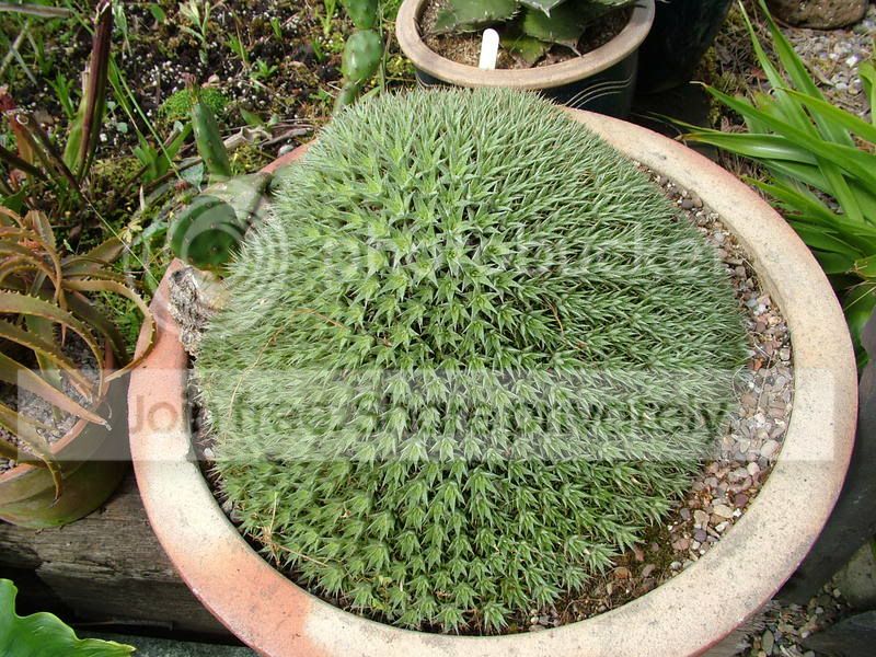 plants001.jpg