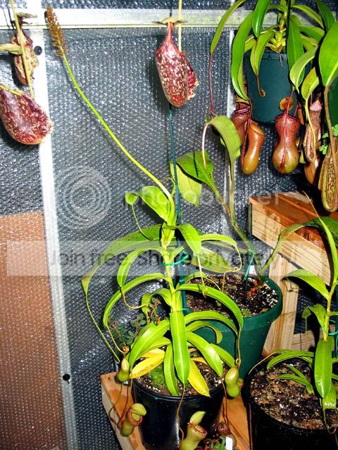 NVentFlowerPlant.jpg