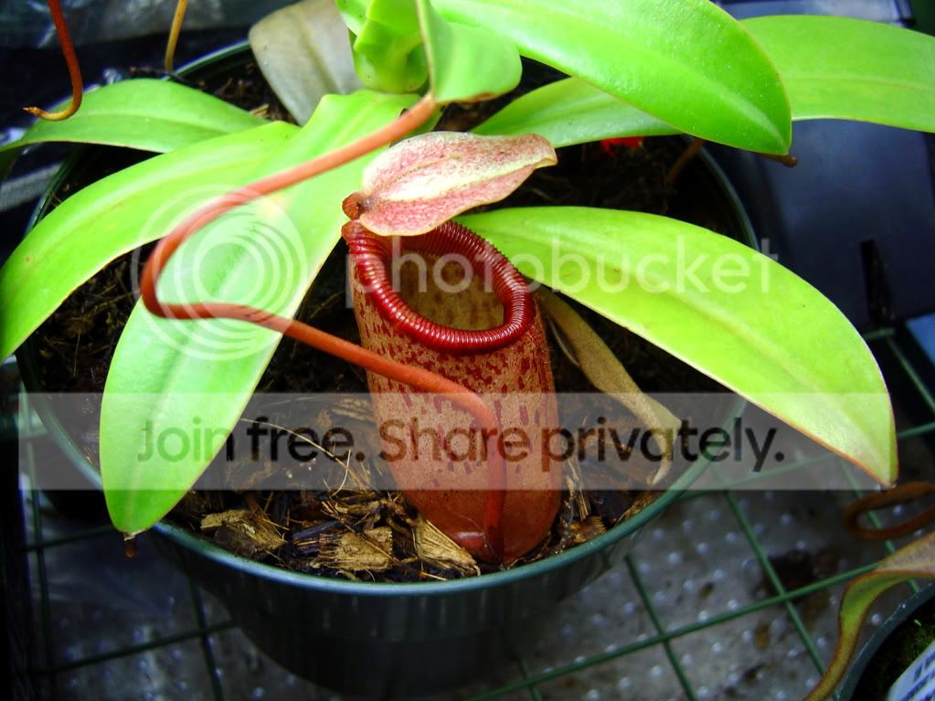 CPupdatesmostlyneps3-11-09017.jpg
