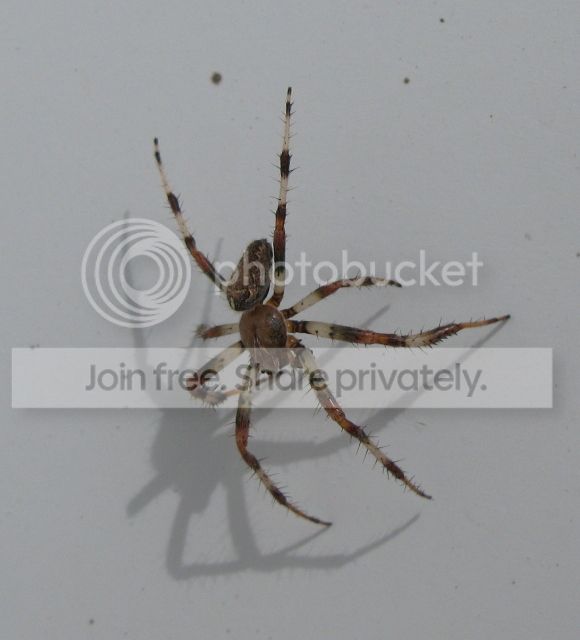 IMG_9725-spider-on-garage-August-1-2012.jpg