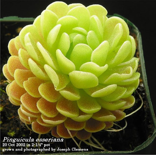 P_esseriana_large.jpg