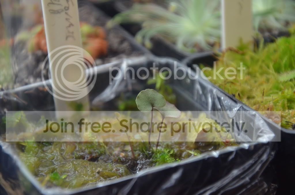 sundews003-1.jpg