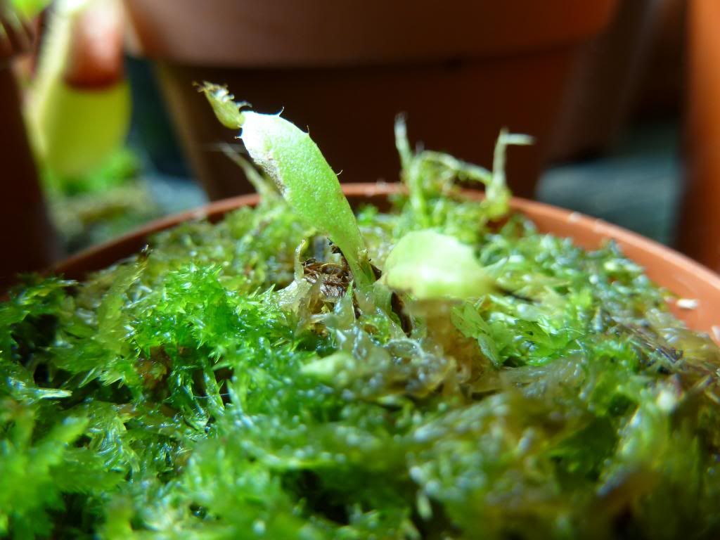 flowerstalkvft12102012034.jpg
