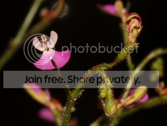 Stylidium_semipartitum_flower2.jpg
