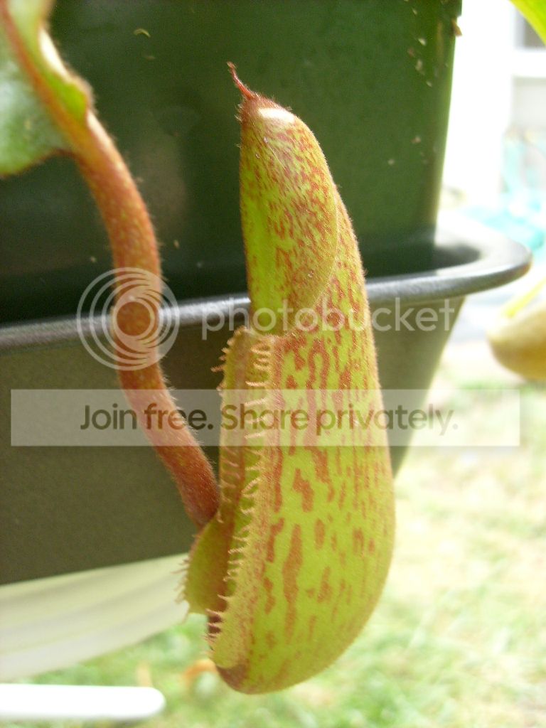 S6301347_zps9366fc4c.jpg