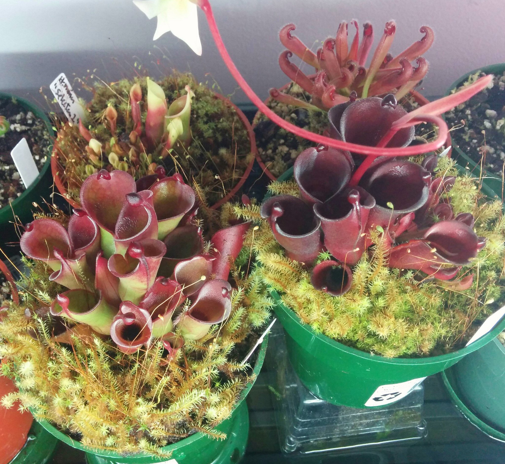 22476824425_ab0a1d8b29_k.jpg