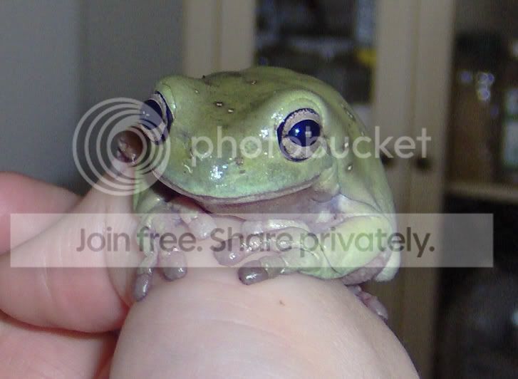 SomethingGreen.jpg