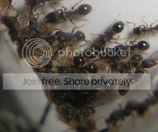broodtetramorium.jpg