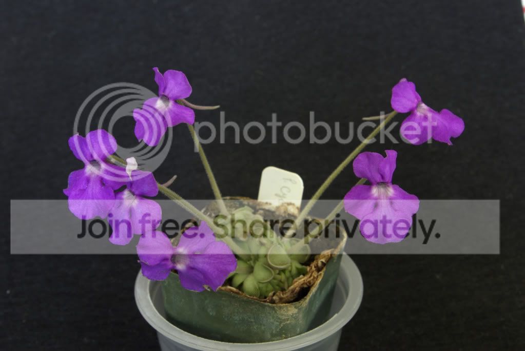 _IGP0605a.jpg