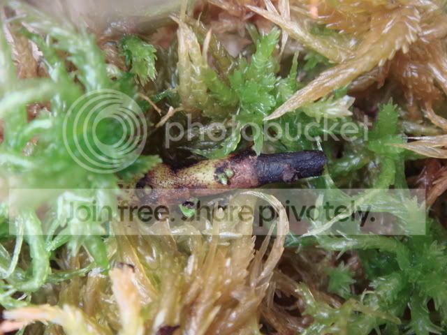 ceph_rhizome3.jpg