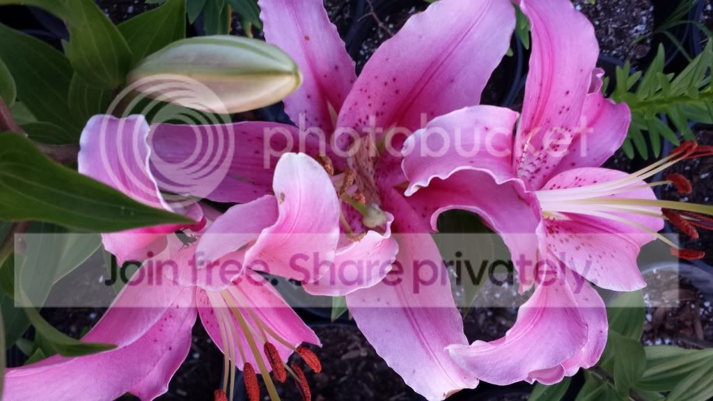 20140518_195709_zpsc9df2ec8.jpg