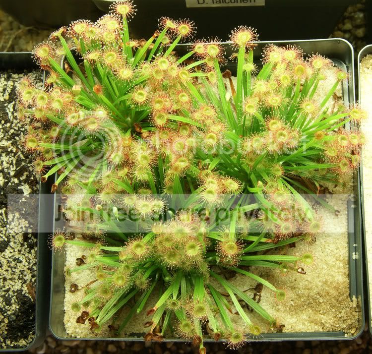 CPs-006.jpg