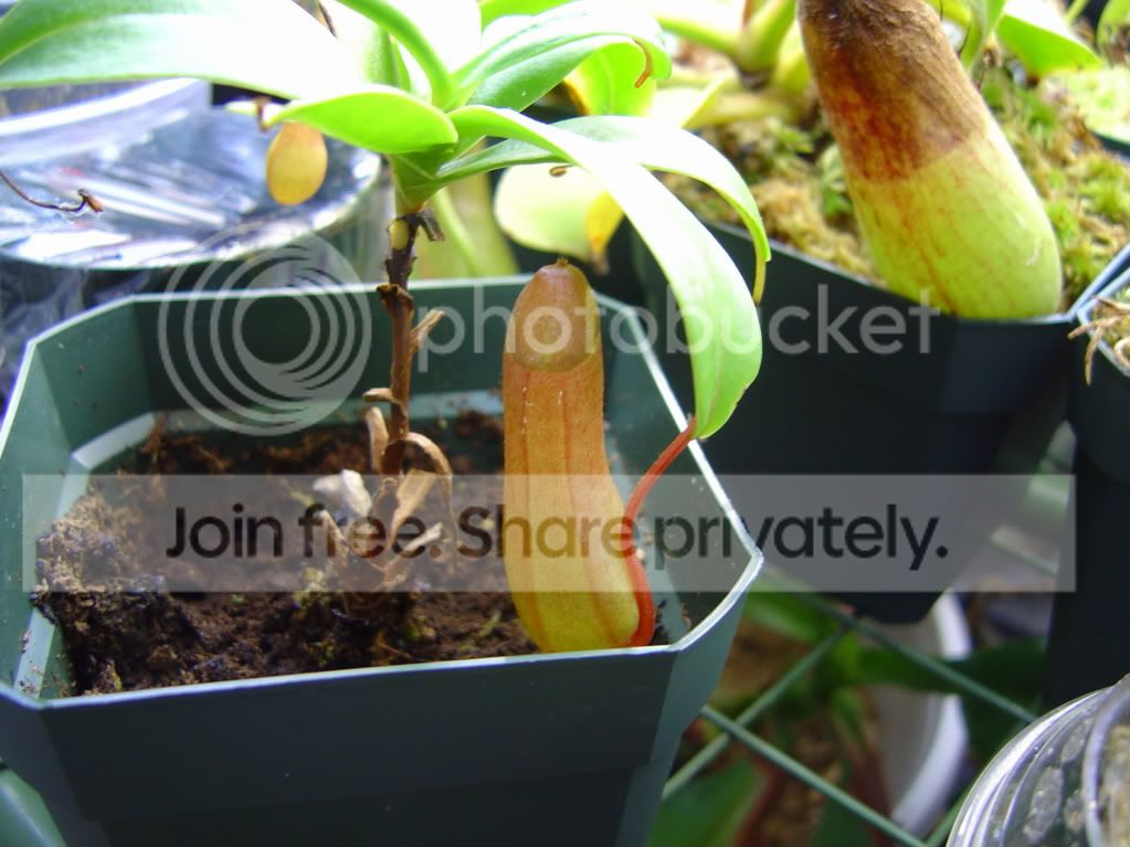 unknownnepventrataorventricosa.jpg