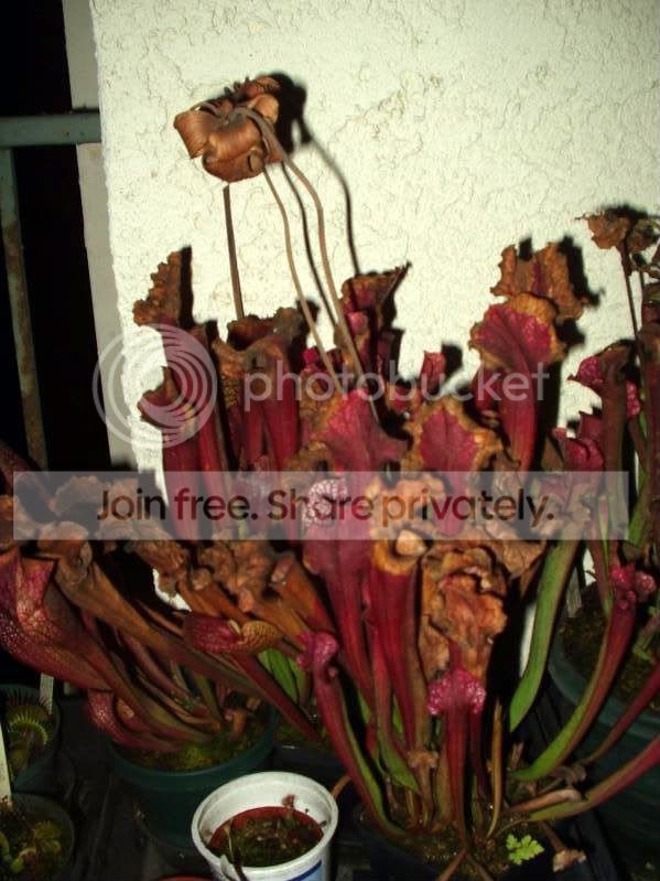 PA200074.jpg
