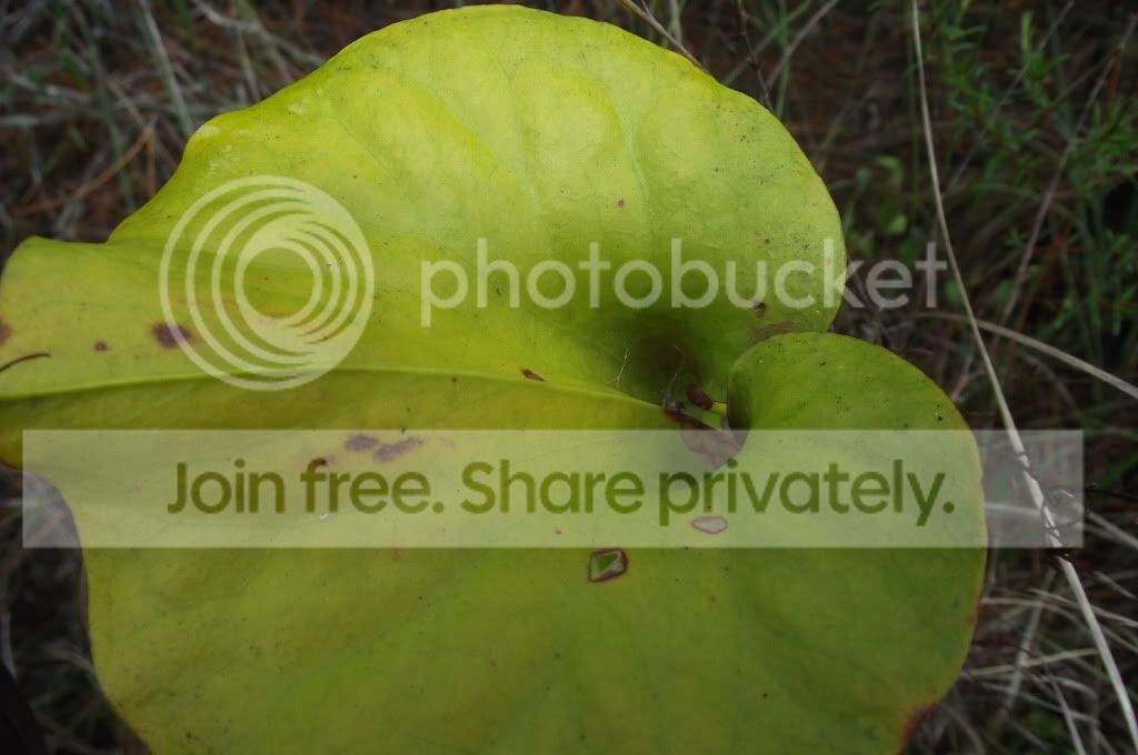 DSCF8059.jpg