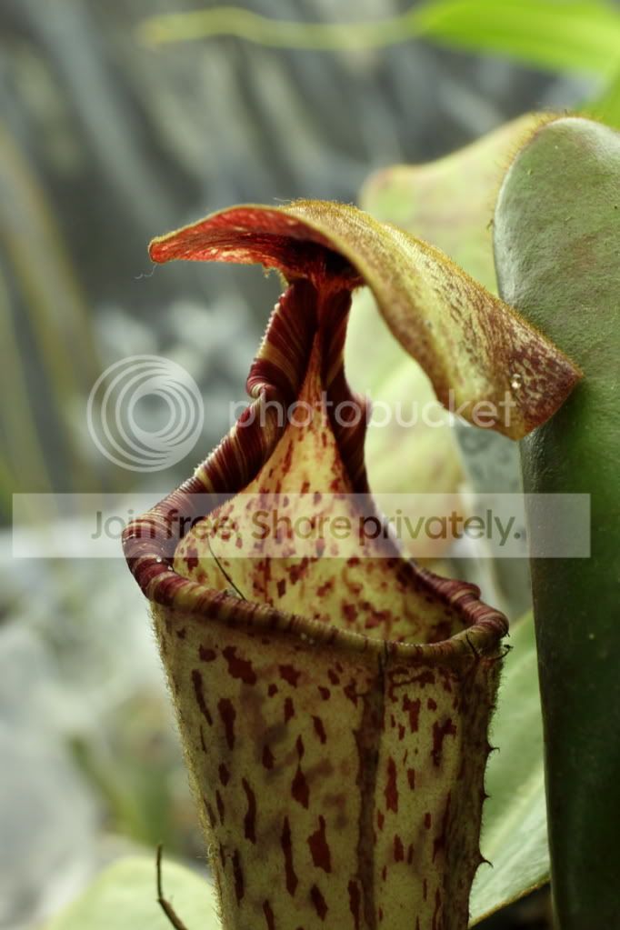 cliphybrid.jpg