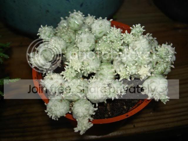 PICT5725Small.jpg