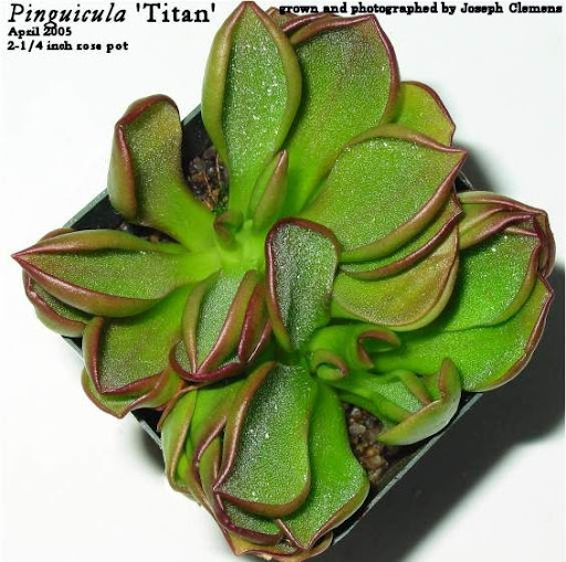 P_Titan_web_A2.jpg