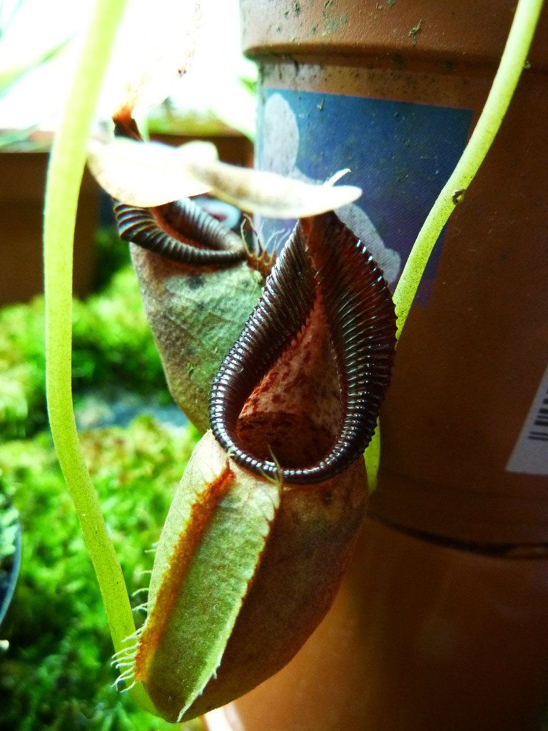 neps6102012002-1.jpg