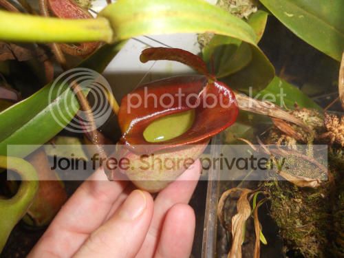 Njacq_2-20-13_zps85f71fb6.jpg
